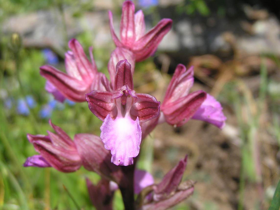 Anacamptis papilionacea